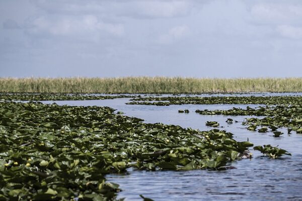 Copy of everglades